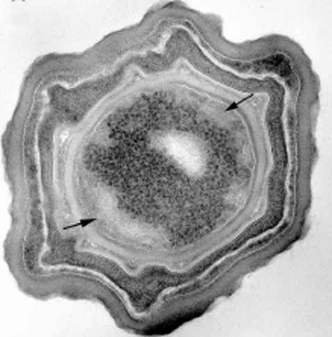 Endosporas de Amyprotec 42