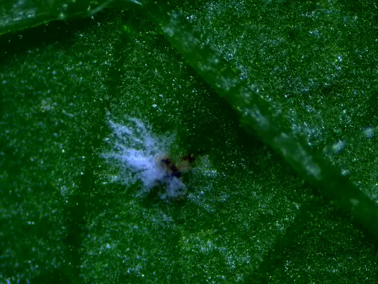 Arañuelas controladas por Beauvisan