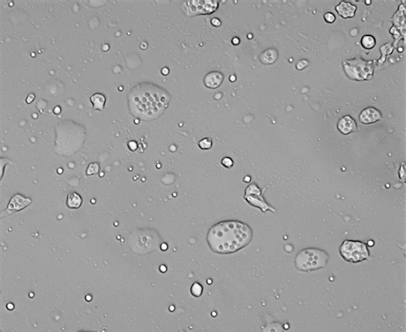 Grupos Multiespora al Microscopio