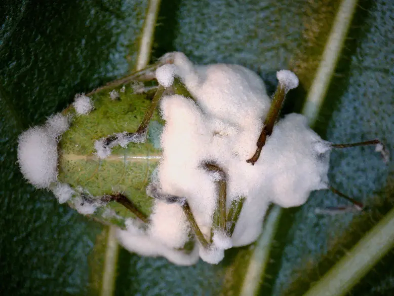 Nezara viridula infectada