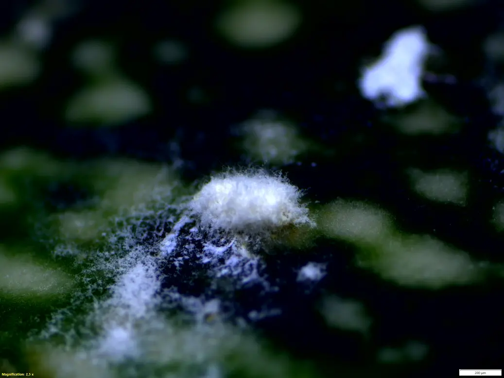 Planococcus citri infectado